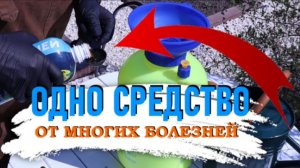Одна обработка от всех болезней разом. Чем обработать томаты, огурцы, клубнику и яблони