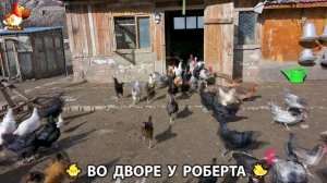 Содержание кур в домашних условиях и других птиц во дворе у Роберта 🐣🐤🦆🐔🪿🦃 (491)