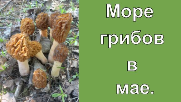 Море грибов в мае.
