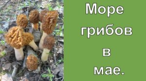 Море грибов в мае.