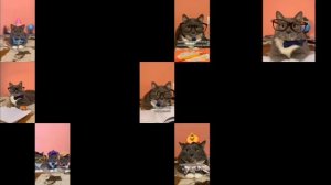 котинет все выпуски сразу