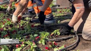 Алые виолы украсили братские могилы и воинские мемориалы в Волгограде