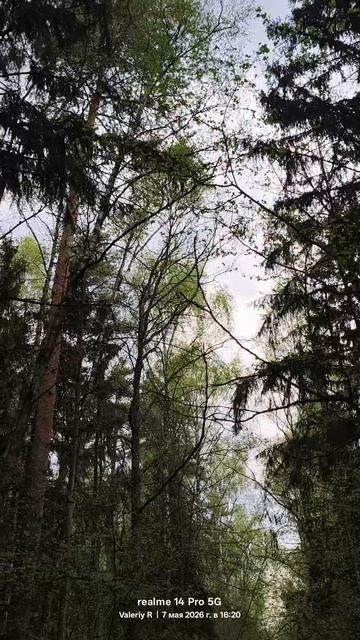 Прогулка в лесопарке 🌳🌲 07.05.2026 смотреть онлайн