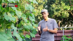 Как правильно поливать виноград? От А до Я (19.07.2021) (Видеоблог Давида Алверцяна)