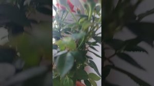 Роза. Приобщение к прекрасному.
