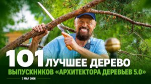 101 лучшее дерево выпускников «АРХИТЕКТОРА ДЕРЕВЬЕВ 5.0» 7 мая 2026