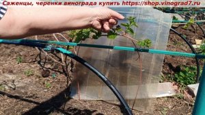 Нагрузка слаборослого куста винограда побегами, обрезка на обратный рост, Пузенко Наталья Лариасовна