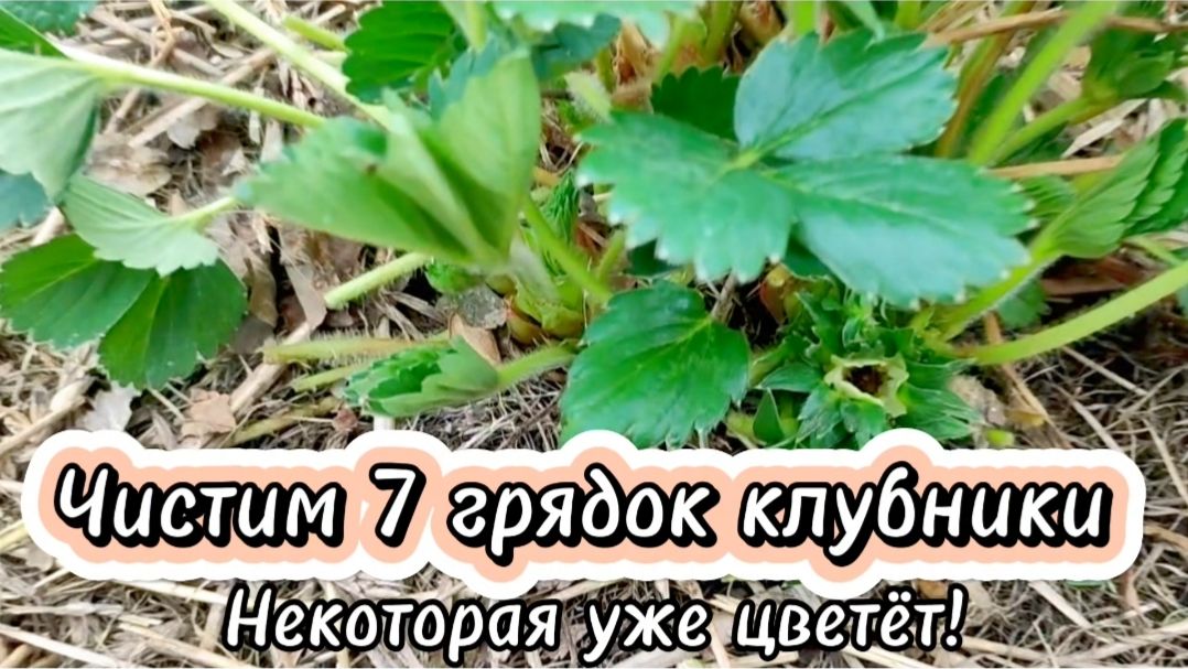 Чистим 7 грядок клубники. Некоторая уже цветёт!
