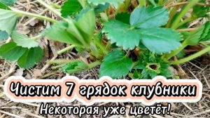 Чистим 7 грядок клубники. Некоторая уже цветёт!