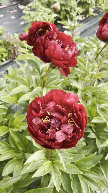 Сорт пиона Buckeye Belle (Баки Бэлли) смотреть онлайн
