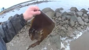 ПРОВЕРИЛ СНОВА НА КОРЮШКУ СЕТЬ! МОРСКАЯ КАПУСТА!ДЕЛАЮТ МАРМЕЛАД.ЁОД!