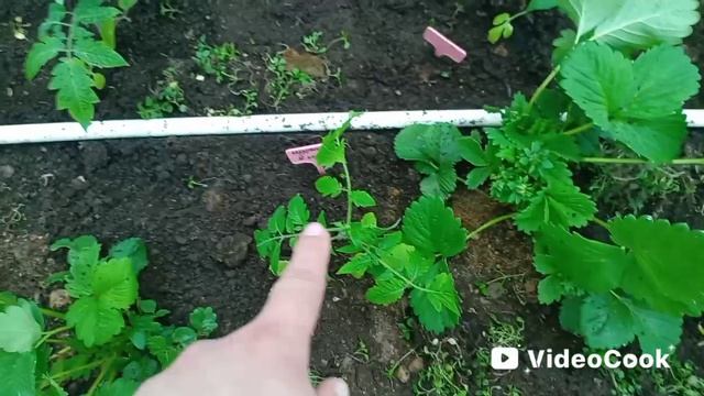 Поработала в теплице на старом участке. Высадила огурчики и оставшиеся томаты (08. 05)