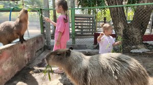 капибары