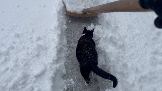 🐈  Наш Позитивчик вносит свою лепту в расчистке снега! 🧹