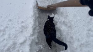 🐈  Наш Позитивчик вносит свою лепту в расчистке снега! 🧹