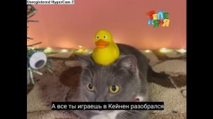telenana_kotiynet_2010_anomaly