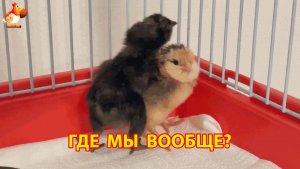 Два суточных цыплёнка переехали из инкубатора в клетку и растерялись