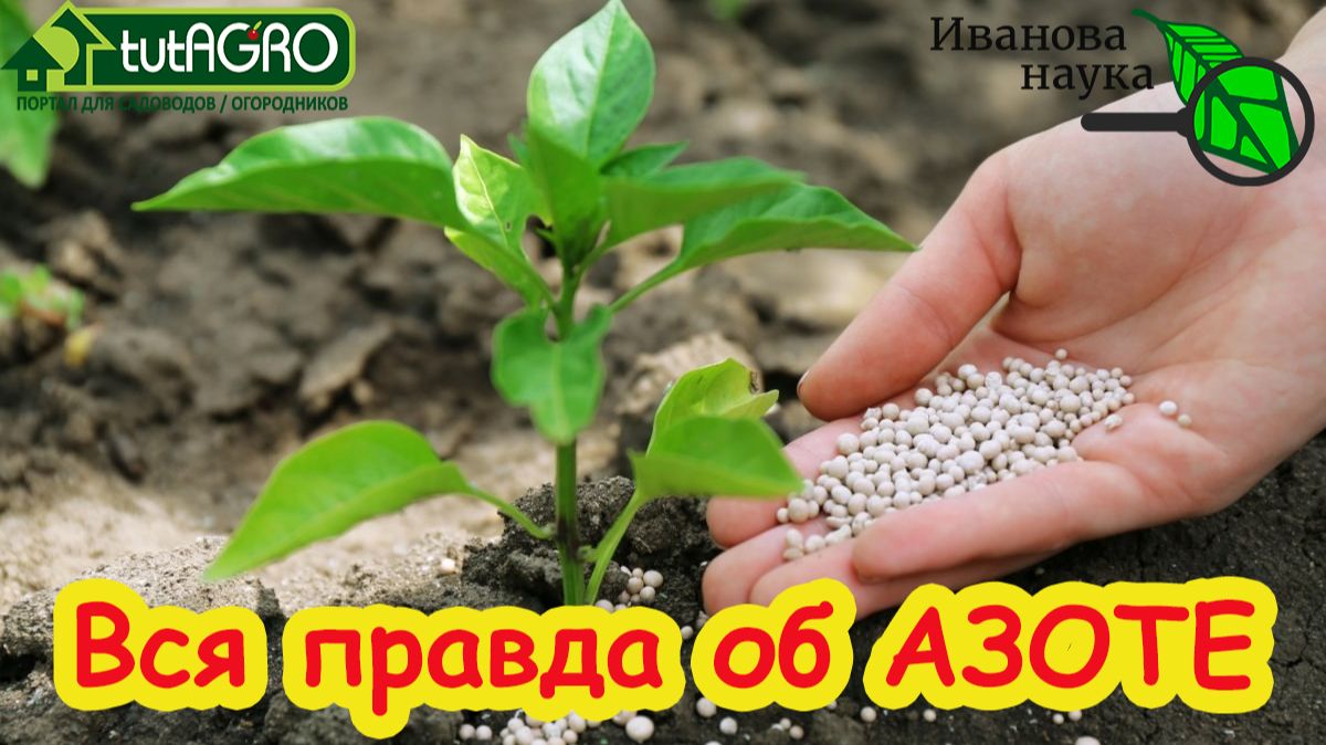🔥 Азот в лицах: КАКОЕ удобрение выбрать и не сжечь грядки? Правильный АЗОТ: как и когда вносить.