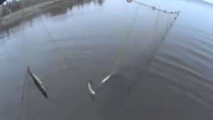 УТРЕННИЙ ТУМАН! РЫБА ВЛЕТАЕТ ПАЧКАМИ! ПРОВЕРИЛ КОРЮШКОВУЮ СЕТКУ!