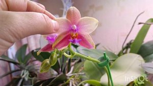 розы разобрали как горячие пирожки 😀🤦♀твори добро! эксперимент с Пеларгонией !позитивное утро 👍