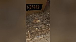 Мои голуби часть 1