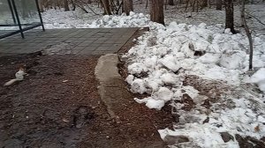 Белка знает где сидеть