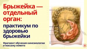 Брыжейка — отдельный орган: практикум по здоровью брыжейки . Фрагмент обучения