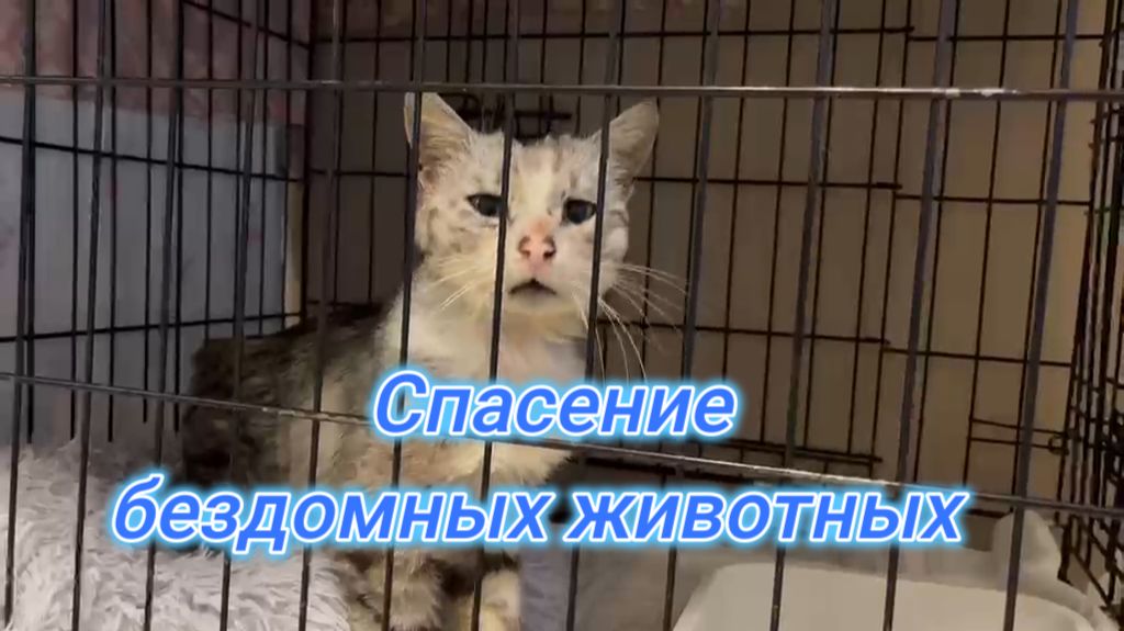 Туапсе группа "Шанс на жизнь" спасает бездомных животных.