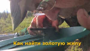 Как найти золотую жилу