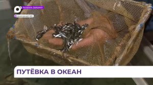 Рыборазводный цех на реке Шкотовка занимается восстановлением популяции кеты