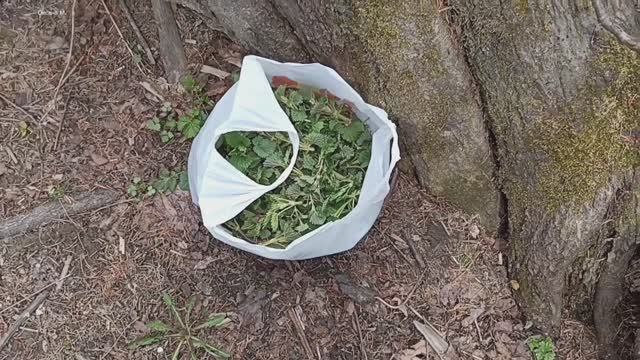 Собрала молодую крапиву на щи и салат.mp4