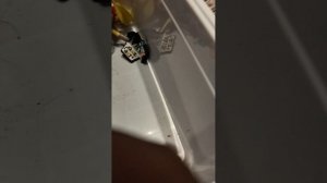 все акции магнита пеликан питëрочка