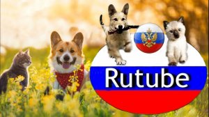 Домашние игры в тюльпанах🐱🌹🐕🐾