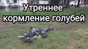 08-05-2026. Утреннее кормление голубей.