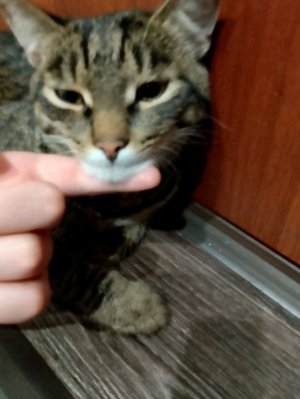 котакбас