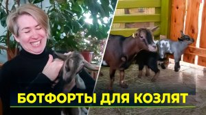 Новоуренгойцы предложили полсотни кличек для двух козлят карликовой породы