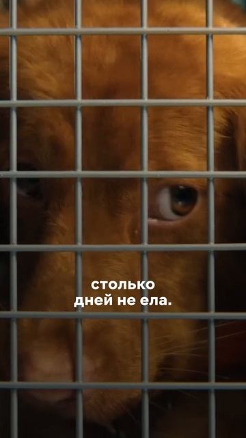 Пёсель в надёжных руках 🙌