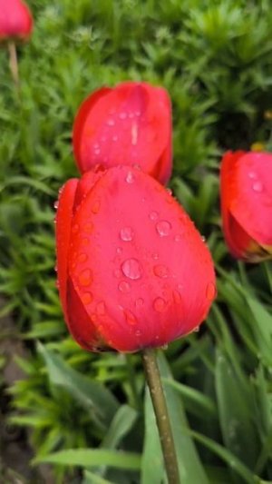 🌹🌹🌹 (1)