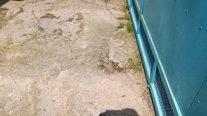 Доброе утро Собачки завтракают