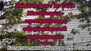 Каждое фото из сада Железовых - противоречит общепринятой агротехнике. Серия 1.