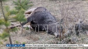 Озеро, обнесённое колючей проволокой бывшим прокурором, оказалось смертельно опасно для животных
