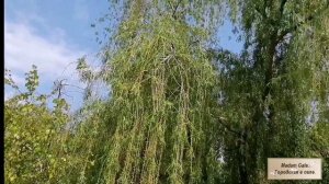 Восьмого мая в парке. Без лишних слов.