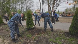 В Серпухове высадили аллею туй