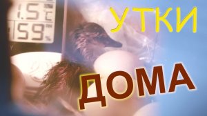 Высиживаем уток дома. Яйца диких уток.