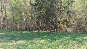 Лосиха и лосята.
