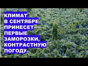 Сентябрь 2026: Прошлогоднего Тепла НЕ БУДЕТ! Первые Заморозки, Холодный Ветер?!