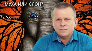 Муха или слон? 27.07.2023 (№189) [Игорь Михайлович Данилов]