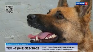 Возьми питомца из приюта