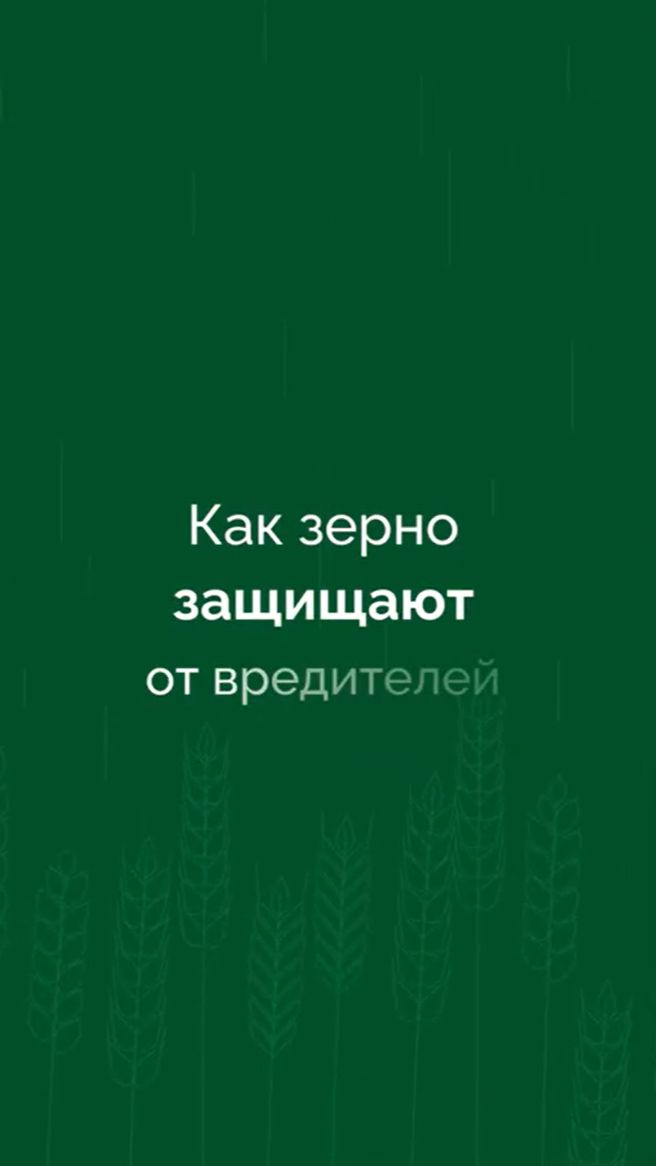 Как зерно защищают от вредителей?