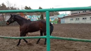 Лошадки в Новосибирском зоопарке